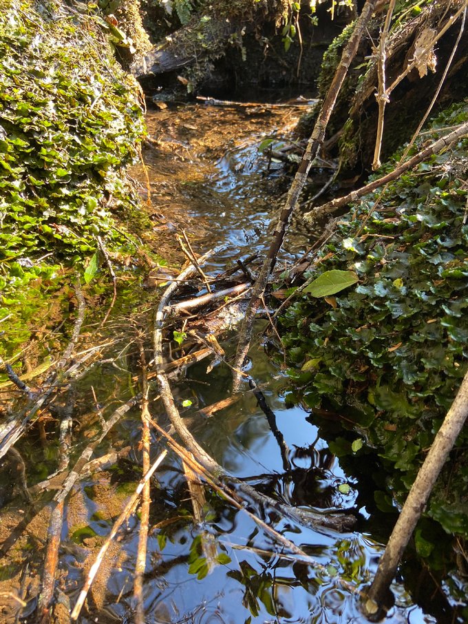 estero que cruza parte del oeste de la parcela