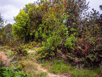 Venta / Parcela / Puerto Montt