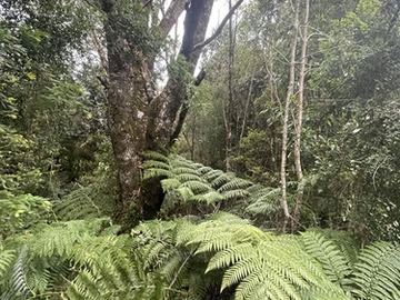 Venta / Parcela / Puerto Montt