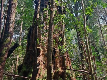 Alerce milenario en sendero