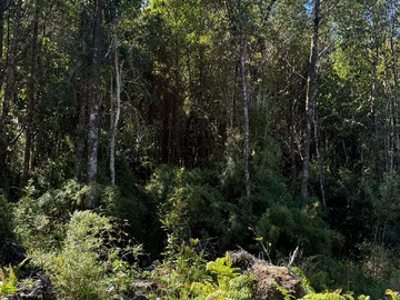 Bosque nativo