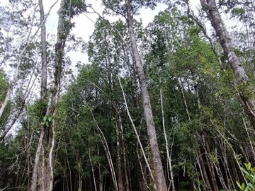 Venta / Parcela / Puerto Montt