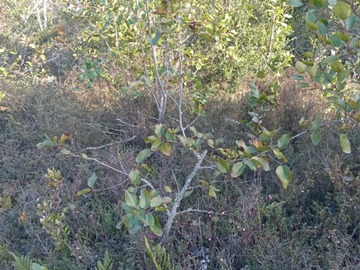 Imagen 4
