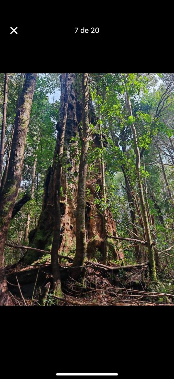 Alerce milenario en sendero