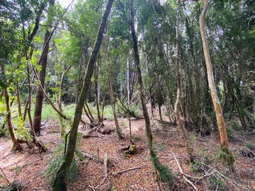 Venta / Parcela / Puerto Varas