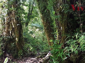 Venta / Parcela / Puerto Varas