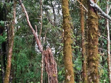 Venta / Parcela / Puerto Varas