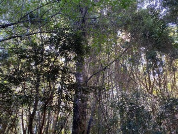 Imagen 5