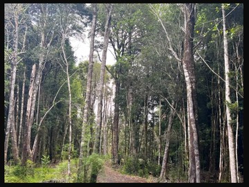 Venta / Parcela / Puerto Varas