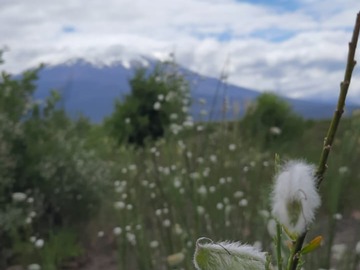 Venta / Parcela / Puerto Varas