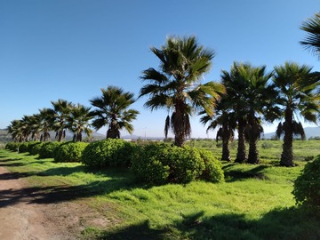 Venta / Parcela / Punitaqui