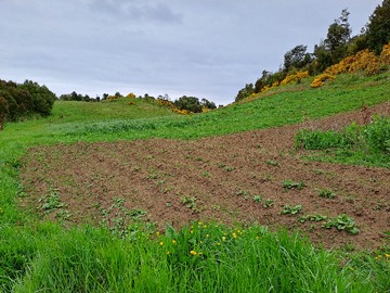 Venta / Parcela / Puqueldón