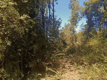 Imagen 7