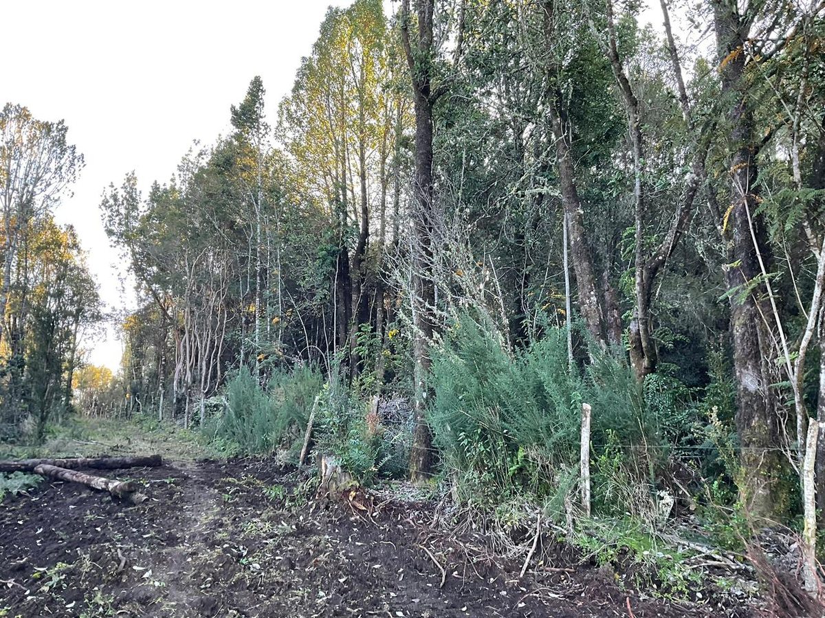 Bosque nativo