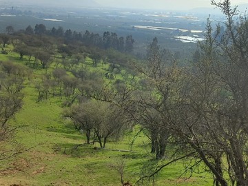 Venta / Parcela / Quillota