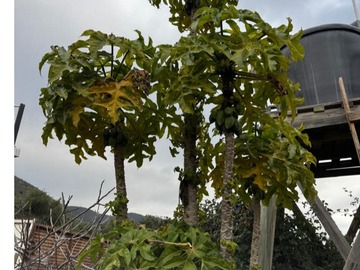 Imagen 13