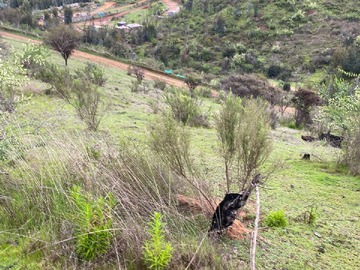 Imagen 4
