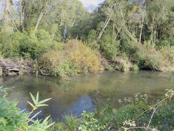 Venta / Parcela / Río Bueno