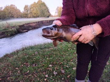 Venta / Parcela / Río Bueno