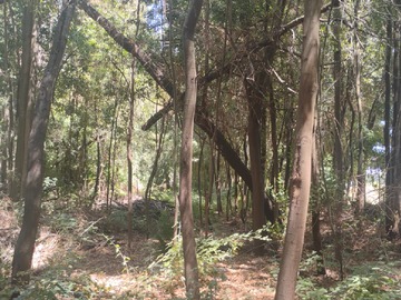 Venta / Parcela / San Carlos