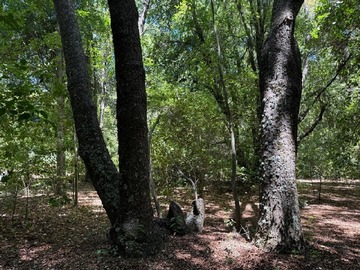 Venta / Parcela / San Clemente