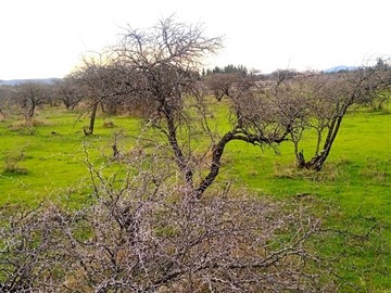 Venta / Parcela / San Javier de Loncomilla