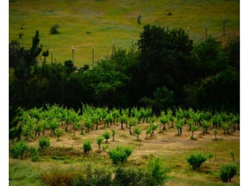 Venta / Parcela / San Javier de Loncomilla