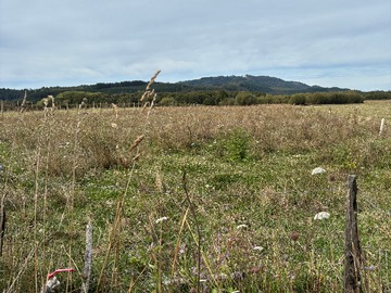 Pradera amplia con bosque al fondo