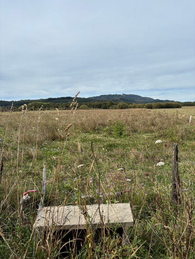 Pradera amplia con bosque al fondo