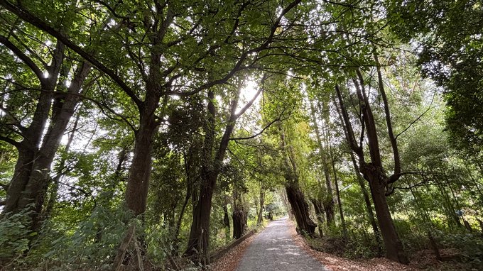 Camino de acceso al predio, Quilacahuín