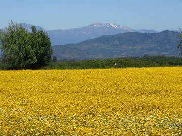Imagen 4