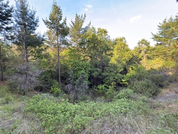 Venta / Parcela / San Rosendo