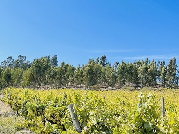 Venta / Parcela / Santo Domingo