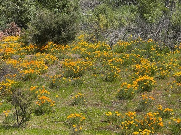 Venta / Parcela / Til til