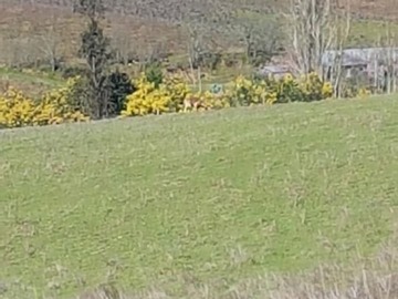 Venta / Parcela / Treguaco