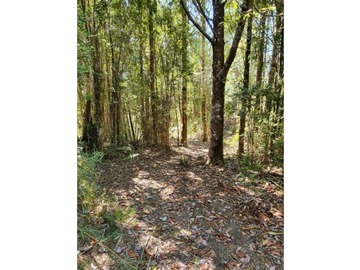 terreno venta valdivia  bosques