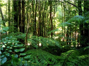 terreno venta valdivia atractivos naturales