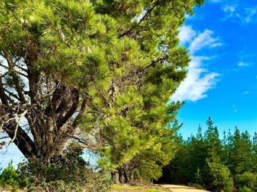 Venta / Parcela / Vichuquén