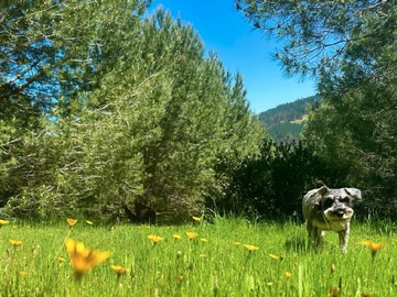 Venta / Parcela / Vichuquén