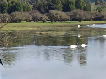 Venta / Parcela / Vichuquén