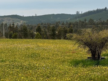Venta / Parcela / Vichuquén