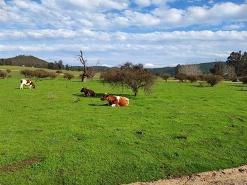 Imagen 13