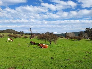 Venta / Parcela / Vichuquén