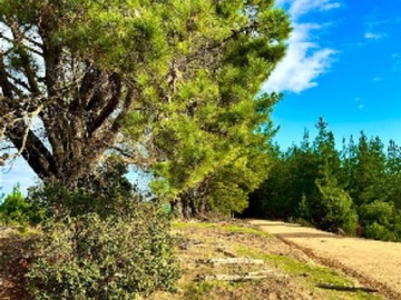 Venta / Parcela / Vichuquén