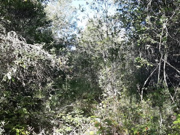 Imagen 11