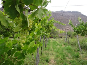 Venta / Parcela / Vicuña