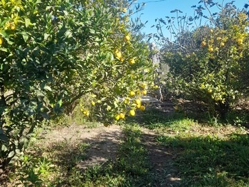 Imagen 7