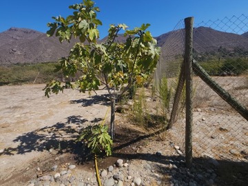 Imagen 12