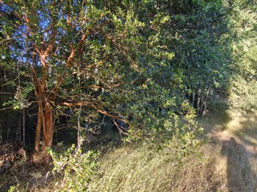 Nativos en borde de camino