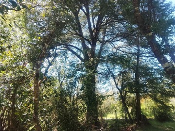 Imagen 9